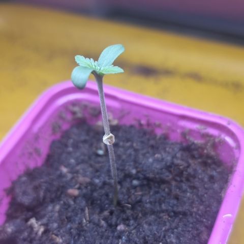 3G growlog timeline photo
