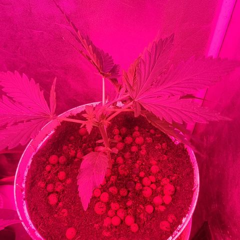 BB Cheese #2 growlog timeline photo
