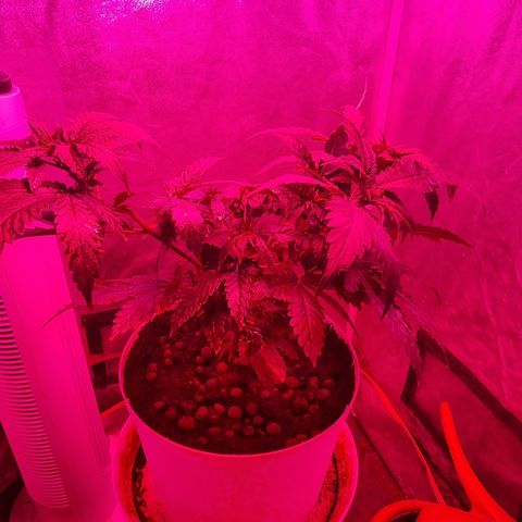 BB Cheese #2 growlog timeline photo