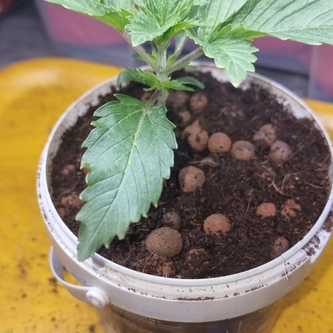 3G growlog timeline photo
