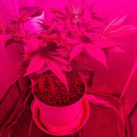 BB Cheese #2 growlog timeline photo
