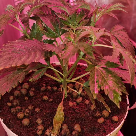 3G growlog timeline photo