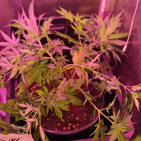 BB Cheese #2 growlog timeline photo