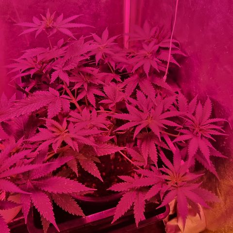 BB Cheese #2 growlog timeline photo