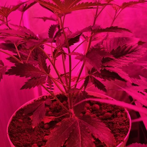 3G growlog timeline photo