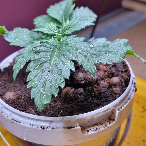 Gorilla Äiti growlog timeline photo