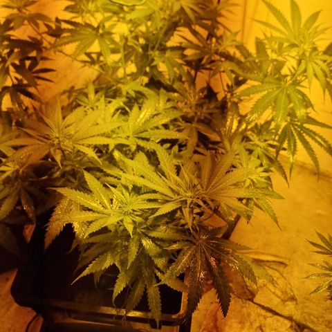 BB Cheese #2 growlog timeline photo