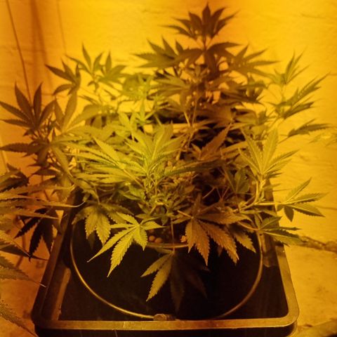 3G growlog timeline photo
