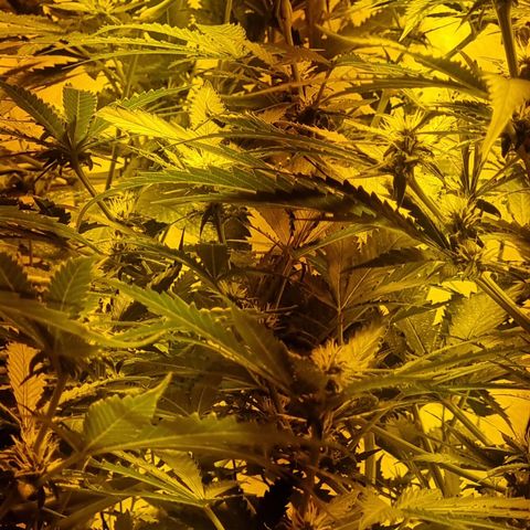 BB Cheese #2 growlog timeline photo