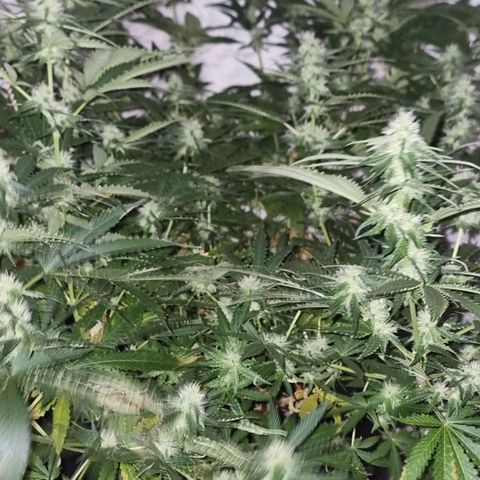 BB Cheese #2 growlog timeline photo