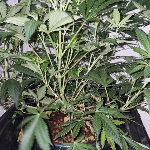 3G growlog timeline photo