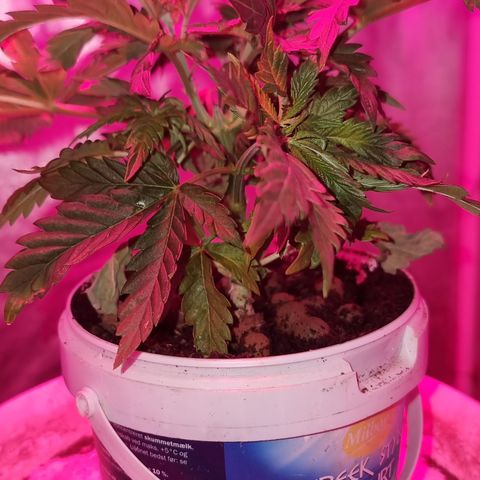 Gorilla Äiti growlog timeline photo