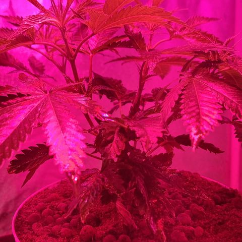 Gorilla Äiti growlog timeline photo