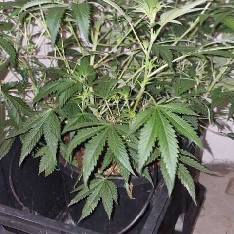 3G growlog timeline photo