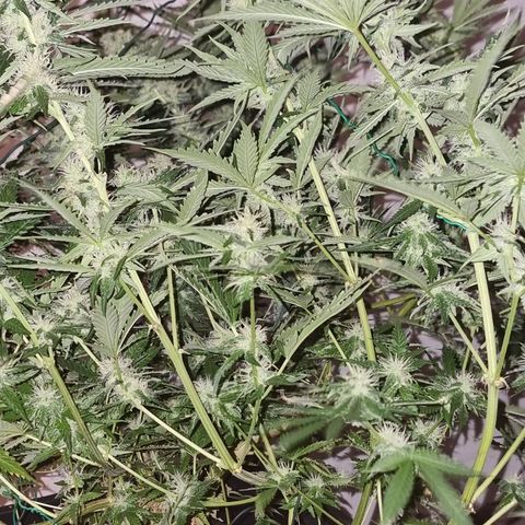 BB Cheese #2 growlog timeline photo