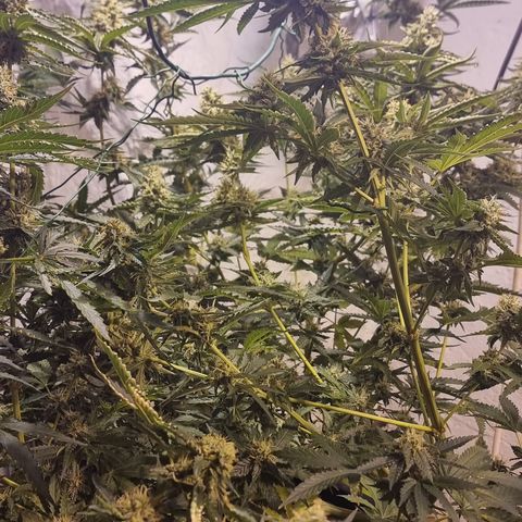 BB Cheese #2 growlog timeline photo