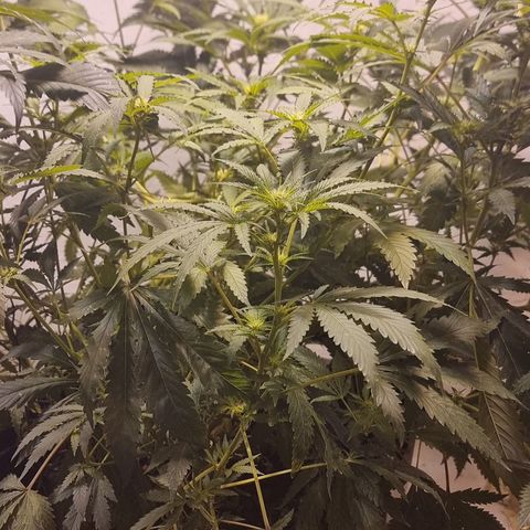 3G growlog timeline photo