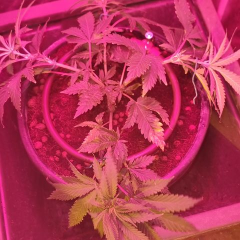 Gorilla Äiti growlog timeline photo