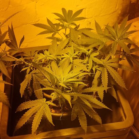Gorilla Äiti growlog timeline photo