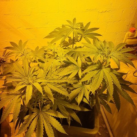 Gorilla Äiti growlog timeline photo