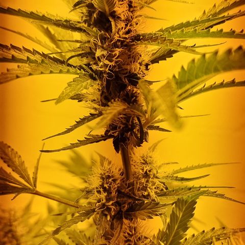 3G growlog timeline photo
