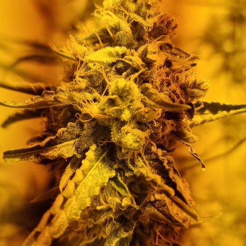 BB Cheese #2 growlog timeline photo