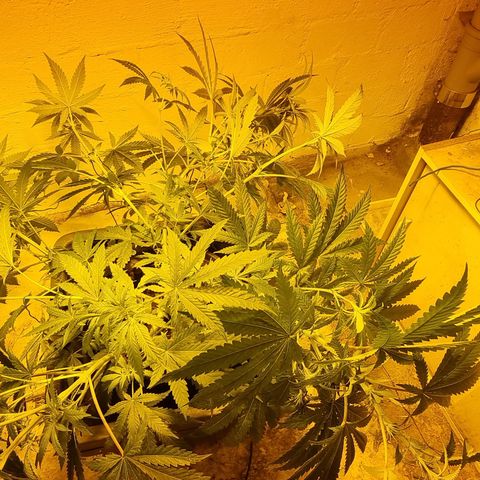 Gorilla Äiti growlog timeline photo