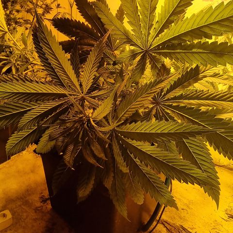 Gorilla Äiti growlog timeline photo