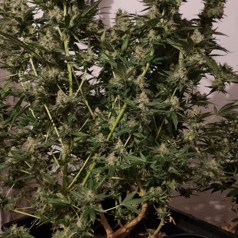 3G growlog timeline photo