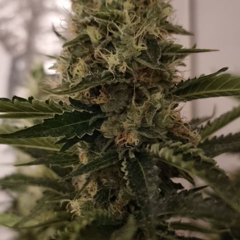 3G growlog timeline photo