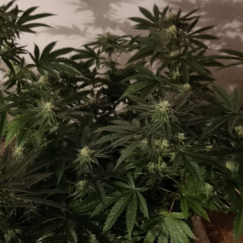 Gorilla Äiti growlog timeline photo