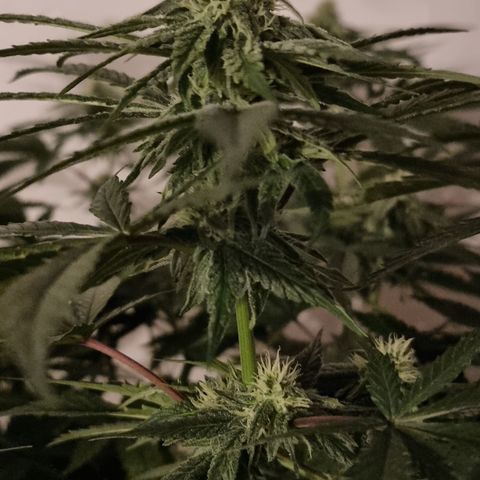 Gorilla Äiti growlog timeline photo