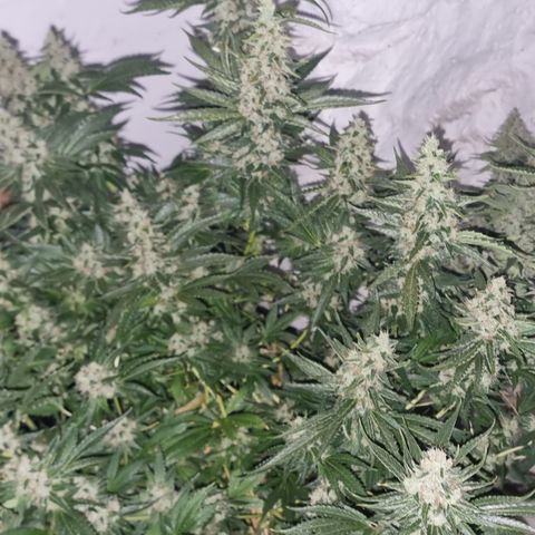 3G growlog timeline photo