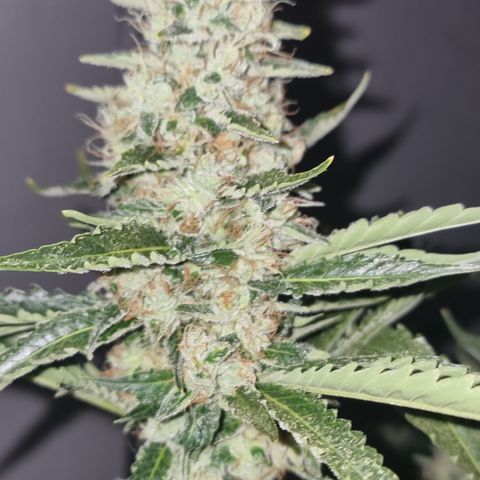 3G growlog timeline photo
