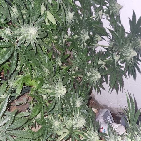 Gorilla Äiti growlog timeline photo