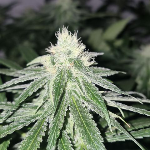 Gorilla Äiti growlog timeline photo