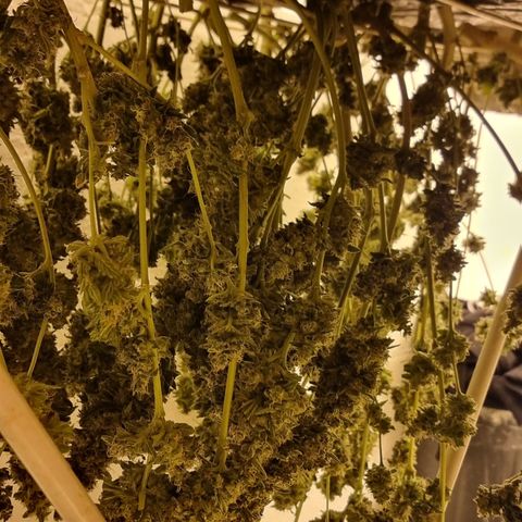 3G growlog timeline photo