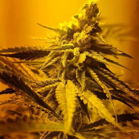 Gorilla Äiti growlog timeline photo