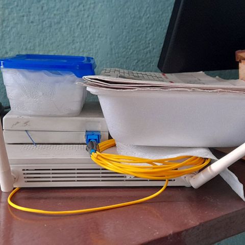 Chalupas var. CBD growlog photo: Se revisó la humedad de las servilletas y se agregó agua 