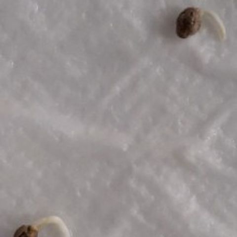 Chalupas var. CBD growlog photo: Crece la radícula

Trasplante