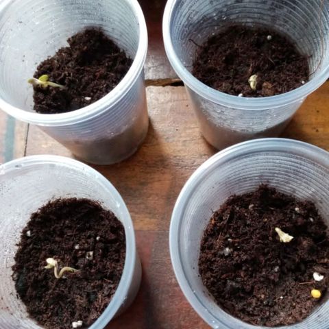 Chalupas var. CBD growlog photo: Aparecen los cotiledones