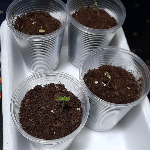 Chalupas var. CBD growlog photo: Agregué sustrato