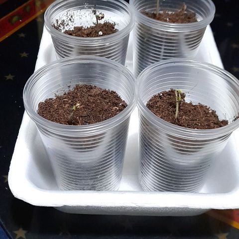 Chalupas var. CBD growlog photo: Agregué sustrato