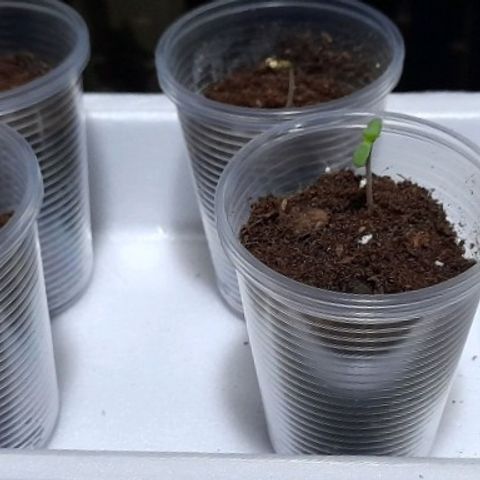 Chalupas var. CBD growlog photo: Agregué sustrato