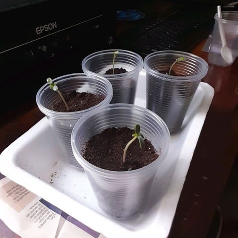 Chalupas var. CBD growlog photo: Agregué sustrato y agua