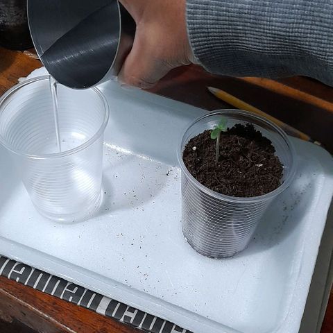 Chalupas var. CBD growlog photo: Agregué sustrato y agua