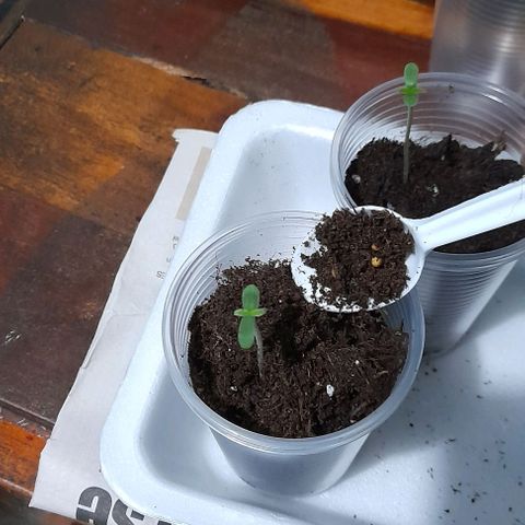 Chalupas var. CBD growlog photo: Agregué sustrato y agua