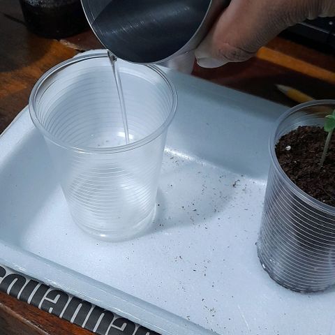 Chalupas var. CBD growlog photo: Agregué sustrato y agua