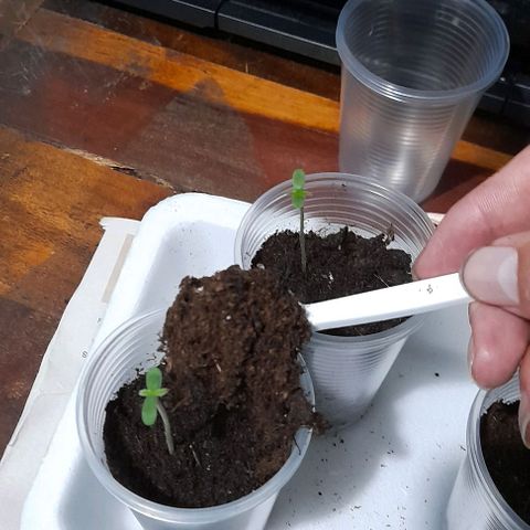 Chalupas var. CBD growlog photo: Agregué sustrato y agua