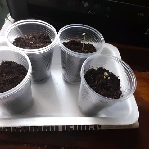 Chalupas var. CBD growlog photo: Agregué sustrato y agua